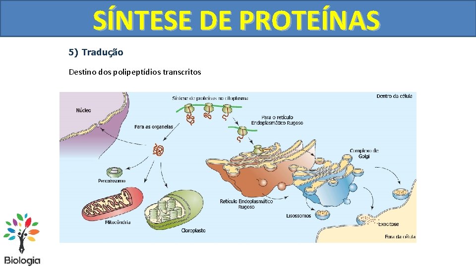 SÍNTESE DE PROTEÍNAS 5) Tradução Destino dos polipeptídios transcritos 