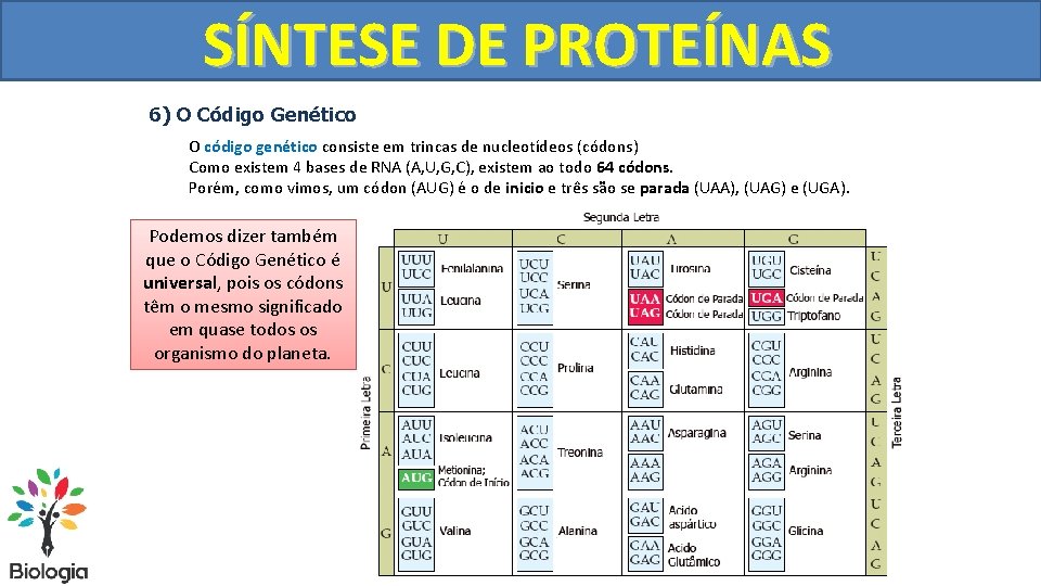SÍNTESE DE PROTEÍNAS 6) O Código Genético O código genético consiste em trincas de