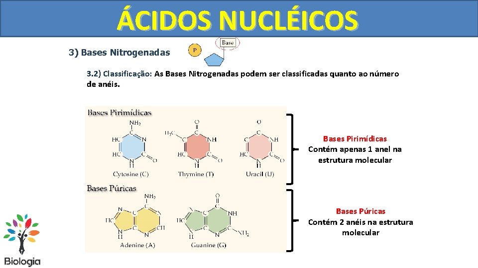 ÁCIDOS NUCLÉICOS 3) Bases Nitrogenadas 3. 2) Classificação: As Bases Nitrogenadas podem ser classificadas