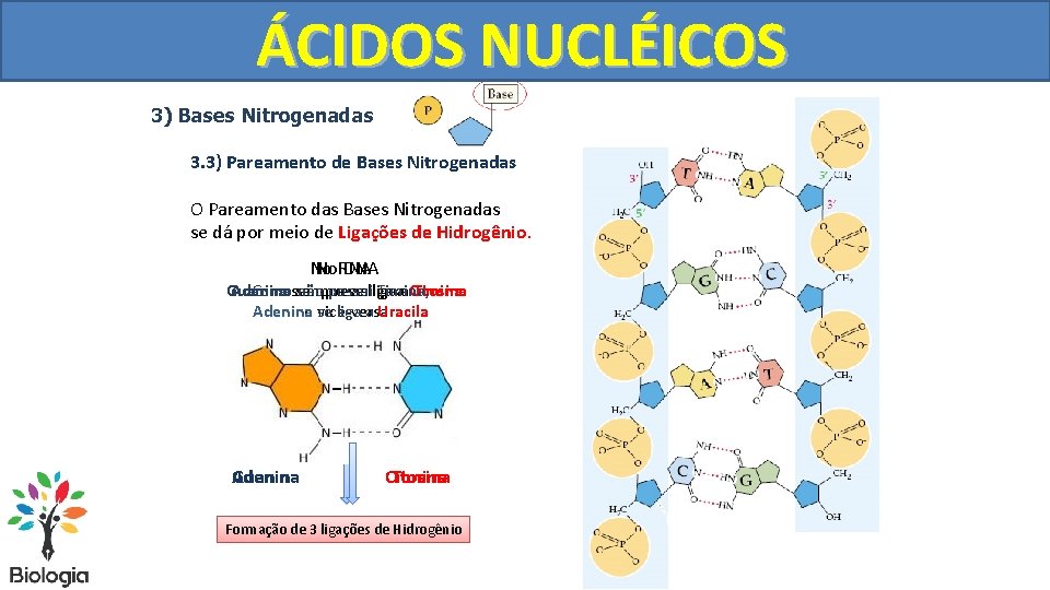 ÁCIDOS NUCLÉICOS 3) Bases Nitrogenadas 3. 3) Pareamento de Bases Nitrogenadas O Pareamento das