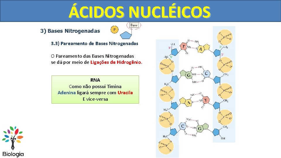 ÁCIDOS NUCLÉICOS 3) Bases Nitrogenadas 3. 3) Pareamento de Bases Nitrogenadas O Pareamento das