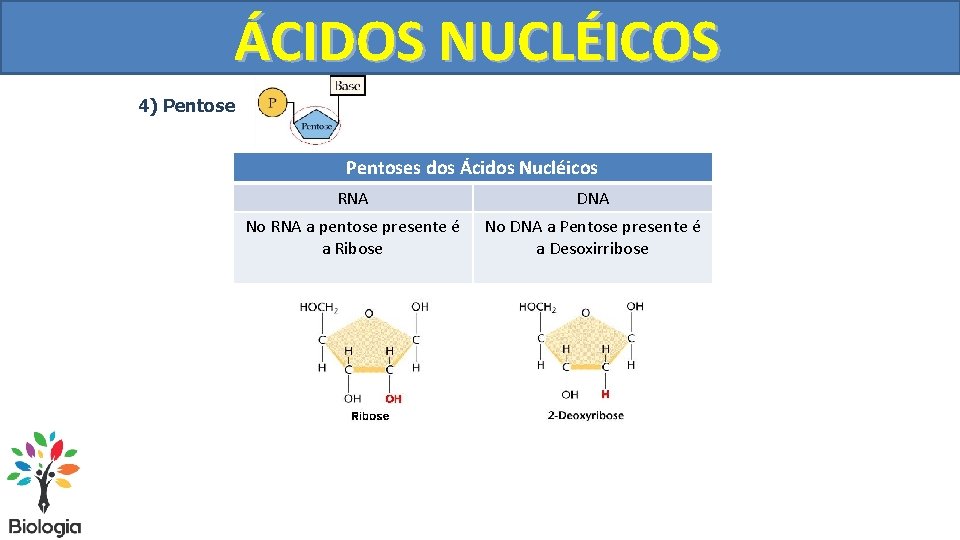 ÁCIDOS NUCLÉICOS 4) Pentoses dos Ácidos Nucléicos RNA DNA No RNA a pentose presente