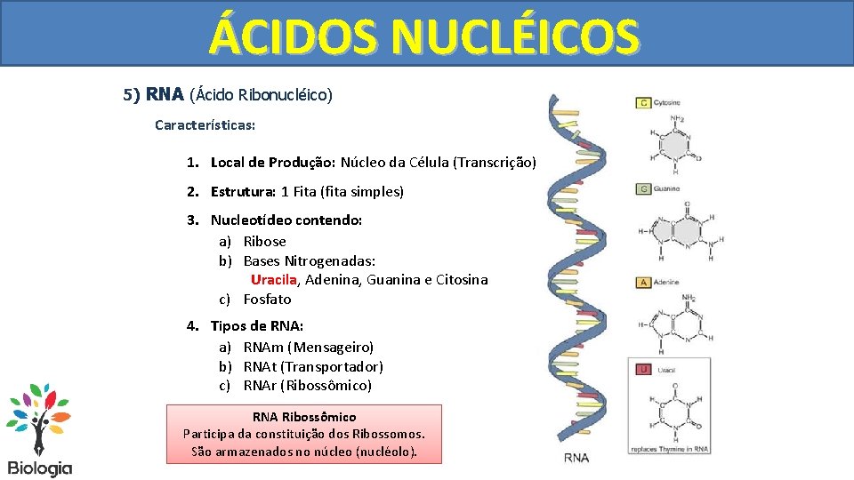 ÁCIDOS NUCLÉICOS 5) RNA (Ácido Ribonucléico) Características: 1. Local de Produção: Núcleo da Célula