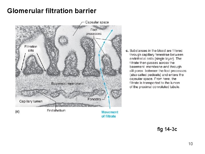 Glomerular filtration barrier fig 14 -3 c 10 