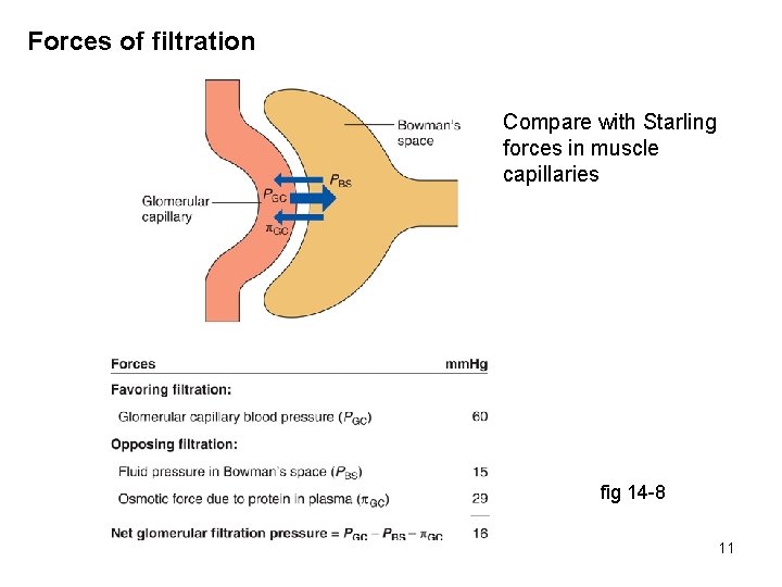 Forces of filtration Compare with Starling forces in muscle capillaries fig 14 -8 11