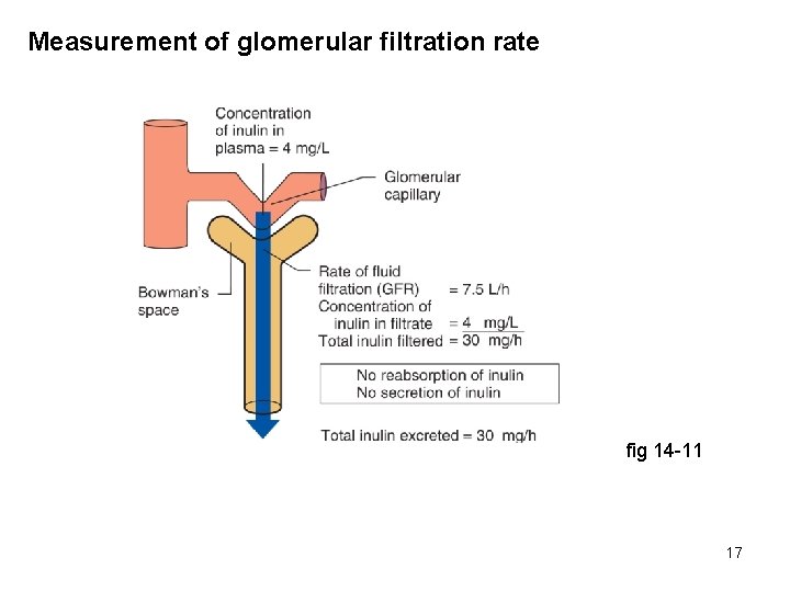Measurement of glomerular filtration rate fig 14 -11 17 