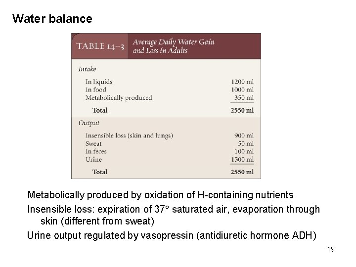 Water balance Metabolically produced by oxidation of H-containing nutrients Insensible loss: expiration of 37