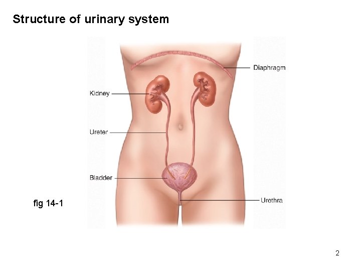 Structure of urinary system fig 14 -1 2 