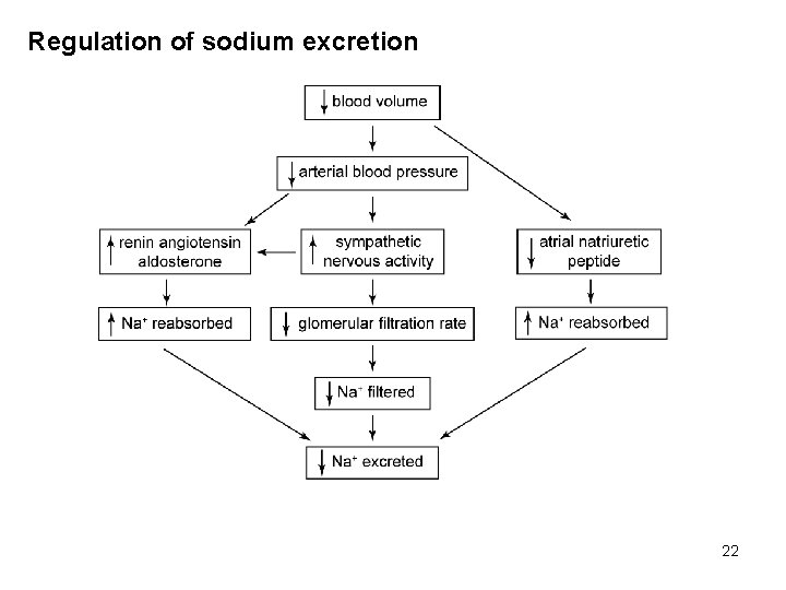 Regulation of sodium excretion 22 