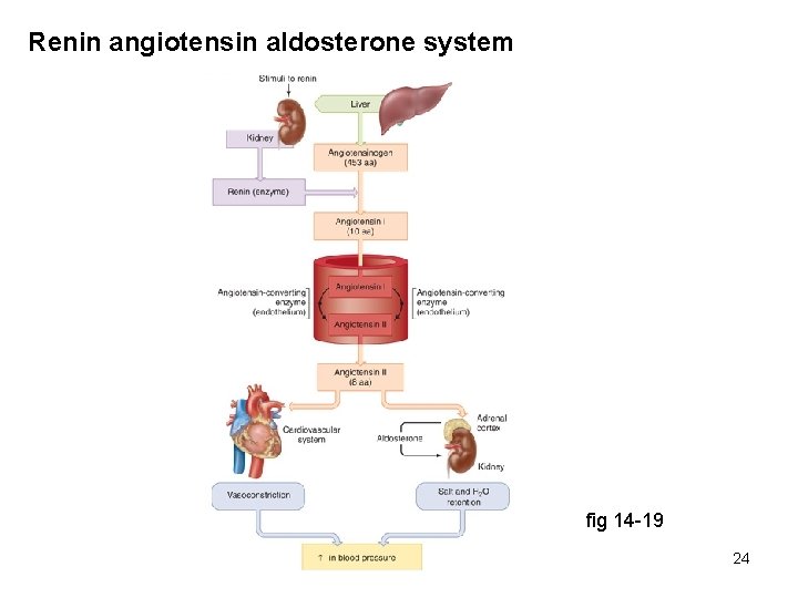 Renin angiotensin aldosterone system fig 14 -19 24 