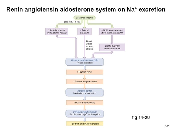 Renin angiotensin aldosterone system on Na+ excretion fig 14 -20 25 