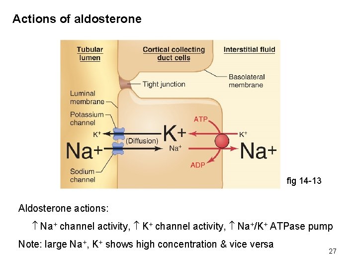 Actions of aldosterone fig 14 -13 Aldosterone actions: Na+ channel activity, K+ channel activity,