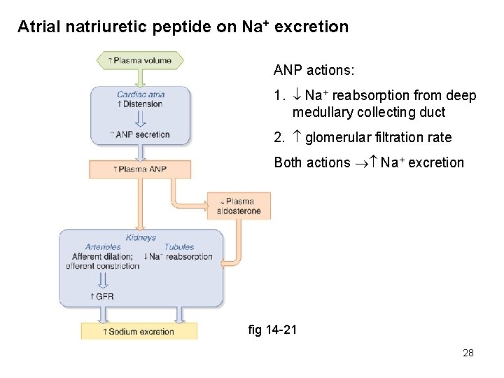Atrial natriuretic peptide on Na+ excretion ANP actions: 1. Na+ reabsorption from deep medullary