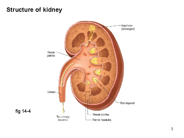 Structure of kidney fig 14 -4 3 