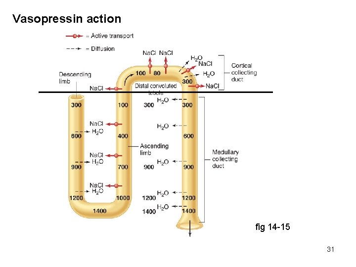 Vasopressin action fig 14 -15 31 