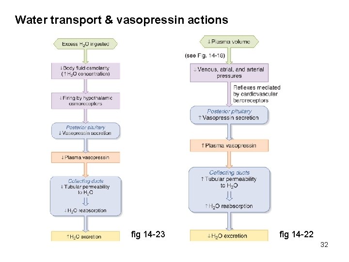 Water transport & vasopressin actions fig 14 -23 fig 14 -22 32 