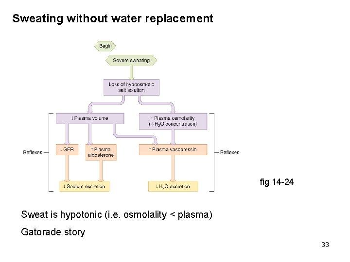 Sweating without water replacement fig 14 -24 Sweat is hypotonic (i. e. osmolality <