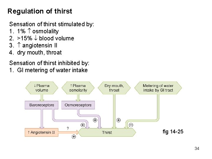 Regulation of thirst Sensation of thirst stimulated by: 1. 1% osmolality 2. >15% blood