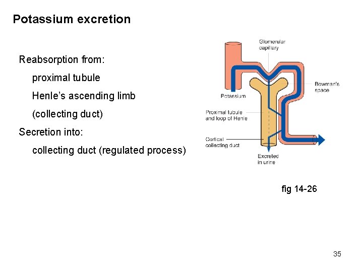 Potassium excretion Reabsorption from: proximal tubule Henle’s ascending limb (collecting duct) Secretion into: collecting