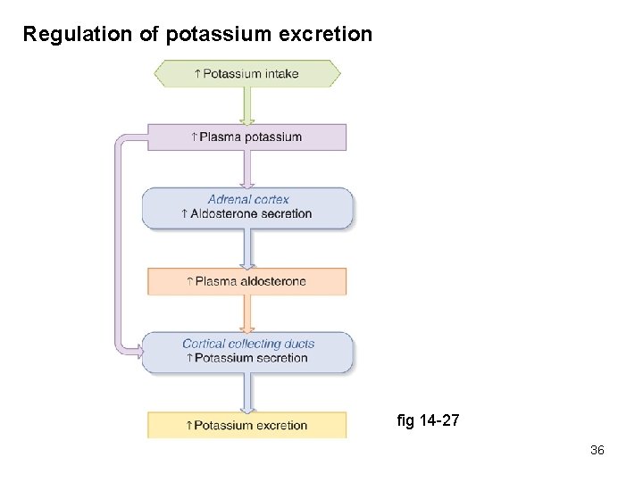 Regulation of potassium excretion fig 14 -27 36 