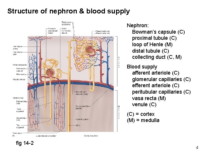Structure of nephron & blood supply Nephron: Bowman’s capsule (C) proximal tubule (C) loop