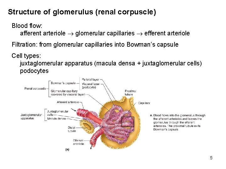 Structure of glomerulus (renal corpuscle) Blood flow: afferent arteriole glomerular capillaries efferent arteriole Filtration: