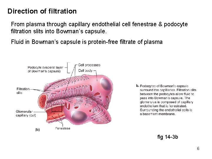 Direction of filtration From plasma through capillary endothelial cell fenestrae & podocyte filtration slits