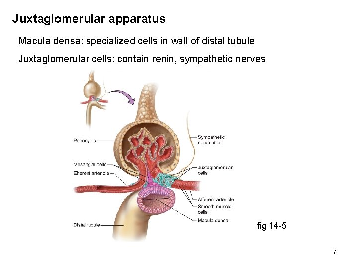 Juxtaglomerular apparatus Macula densa: specialized cells in wall of distal tubule Juxtaglomerular cells: contain
