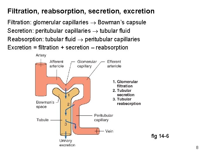 Filtration, reabsorption, secretion, excretion Filtration: glomerular capillaries Bowman’s capsule Secretion: peritubular capillaries tubular fluid