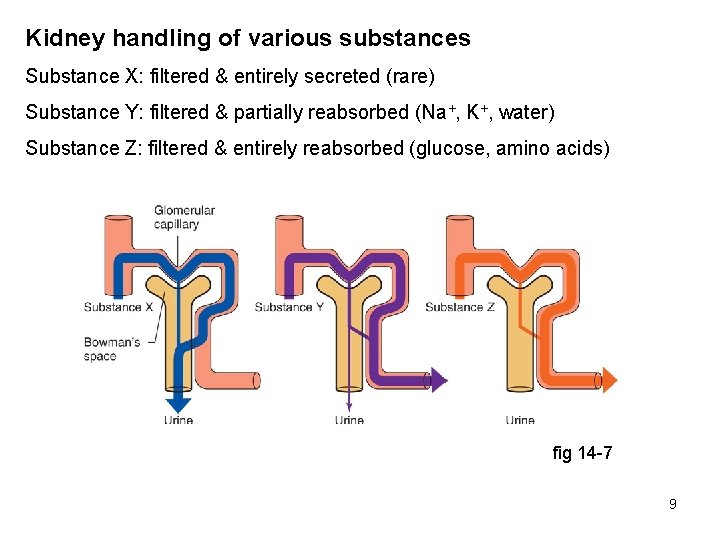 Kidney handling of various substances Substance X: filtered & entirely secreted (rare) Substance Y: