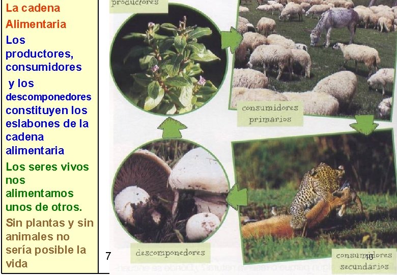 La cadena Alimentaria Los productores, consumidores y los descomponedores constituyen los eslabones de la La cadena Alimentaria Los productores, consumidores y los descomponedores constituyen los eslabones de la