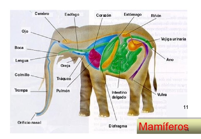 11 Mamíferos 14 11 Mamíferos 14