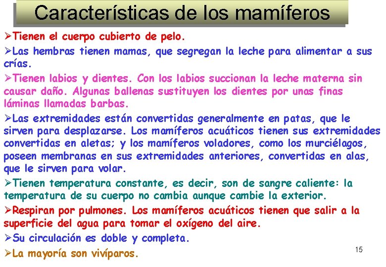 Características de los mamíferos ØTienen el cuerpo cubierto de pelo. ØLas hembras tienen mamas, Características de los mamíferos ØTienen el cuerpo cubierto de pelo. ØLas hembras tienen mamas,