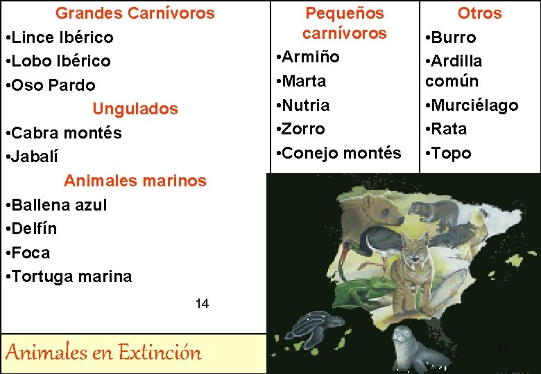 Grandes Carnívoros • Lince Ibérico • Lobo Ibérico • Oso Pardo Ungulados • Cabra Grandes Carnívoros • Lince Ibérico • Lobo Ibérico • Oso Pardo Ungulados • Cabra