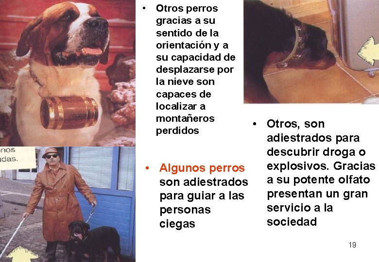 • Otros perros gracias a su sentido de la orientación y a su • Otros perros gracias a su sentido de la orientación y a su