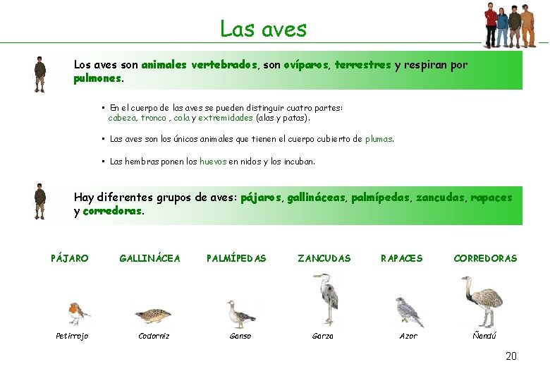 Las aves Los aves son animales vertebrados, son ovíparos, terrestres y respiran por pulmones. Las aves Los aves son animales vertebrados, son ovíparos, terrestres y respiran por pulmones.