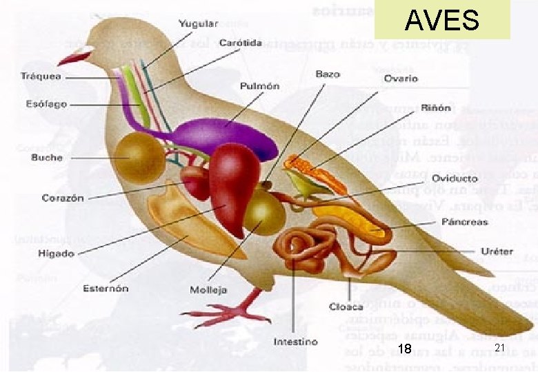 AVES 18 21 AVES 18 21