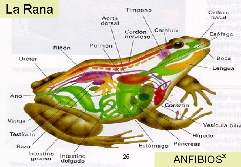 La Rana 25 28 ANFIBIOS La Rana 25 28 ANFIBIOS