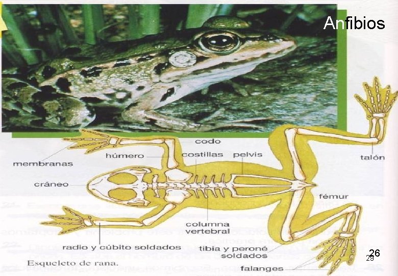 Anfibios 26 29 Anfibios 26 29