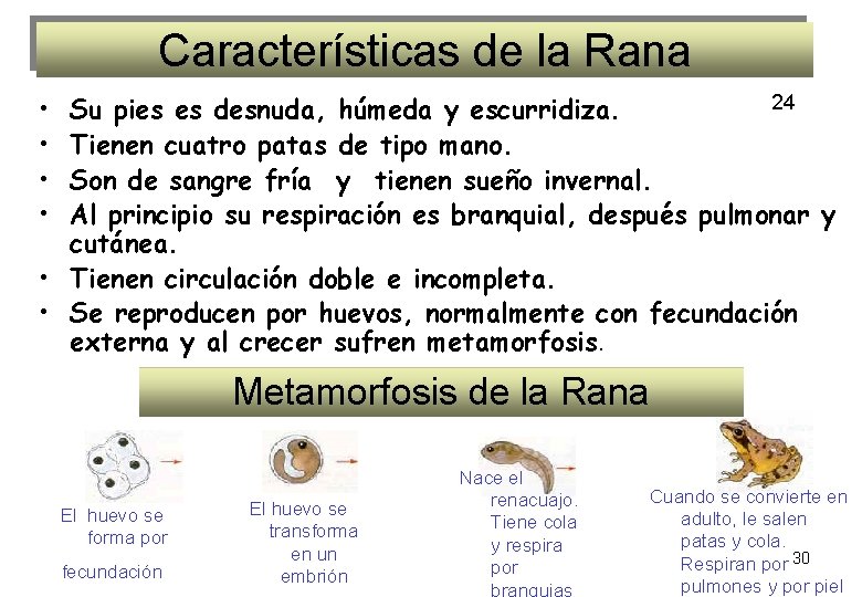 Características de la Rana • • 24 Su pies es desnuda, húmeda y escurridiza. Características de la Rana • • 24 Su pies es desnuda, húmeda y escurridiza.