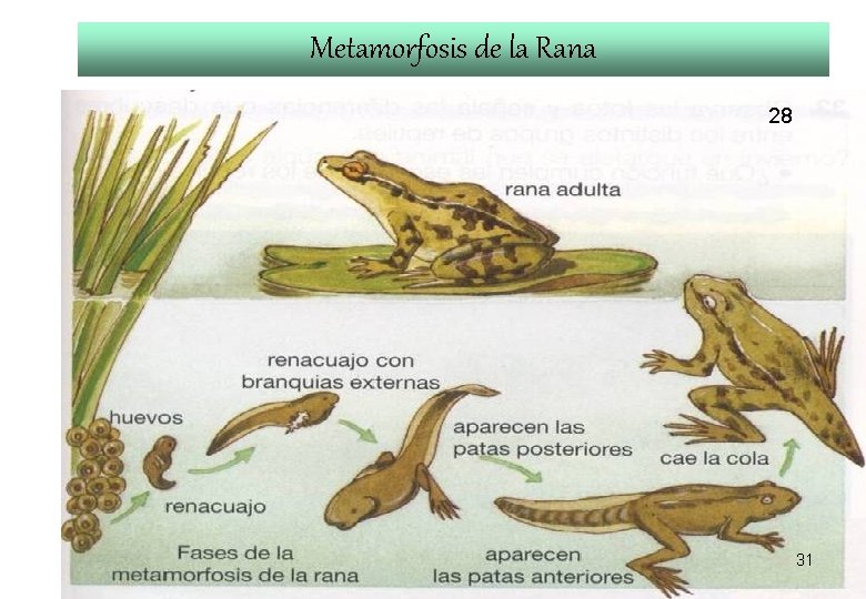 Metamorfosis de la Rana 28 31 Metamorfosis de la Rana 28 31