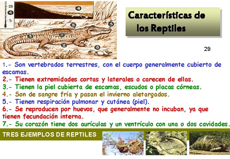Características de los Reptiles 29 1. - Son vertebrados terrestres, con el cuerpo Características de los Reptiles 29 1. - Son vertebrados terrestres, con el cuerpo