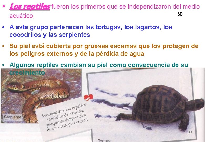 • Los reptiles fueron los primeros que se independizaron del medio acuático 30 • Los reptiles fueron los primeros que se independizaron del medio acuático 30