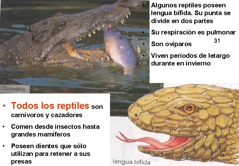 • Algunos reptiles poseen lengua bífida. Su punta se divide en dos partes • Algunos reptiles poseen lengua bífida. Su punta se divide en dos partes