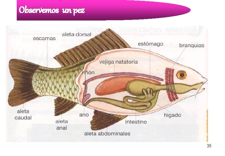 Observemos un pez 35 Observemos un pez 35