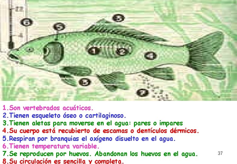 1. Son vertebrados acuáticos. 2. Tienen esqueleto óseo o cartilaginoso. 3. Tienen aletas para 1. Son vertebrados acuáticos. 2. Tienen esqueleto óseo o cartilaginoso. 3. Tienen aletas para
