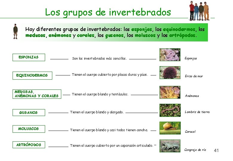 Los grupos de invertebrados Hay diferentes grupos de invertebrados: las esponjas, los equinodermos, las Los grupos de invertebrados Hay diferentes grupos de invertebrados: las esponjas, los equinodermos, las