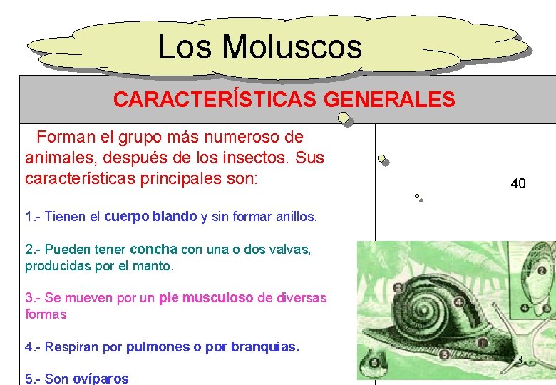 Los Moluscos CARACTERÍSTICAS GENERALES Forman el grupo más numeroso de animales, después de los Los Moluscos CARACTERÍSTICAS GENERALES Forman el grupo más numeroso de animales, después de los