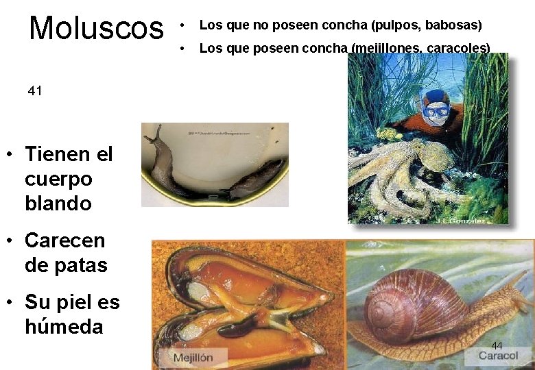 Moluscos • Los que no poseen concha (pulpos, babosas) • Los que poseen concha Moluscos • Los que no poseen concha (pulpos, babosas) • Los que poseen concha