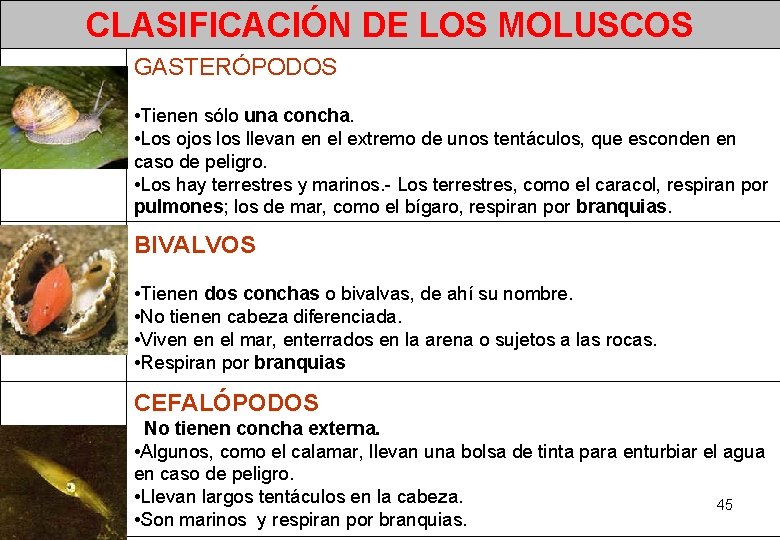 CLASIFICACIÓN DE LOS MOLUSCOS GASTERÓPODOS • Tienen sólo una concha. • Los ojos llevan CLASIFICACIÓN DE LOS MOLUSCOS GASTERÓPODOS • Tienen sólo una concha. • Los ojos llevan